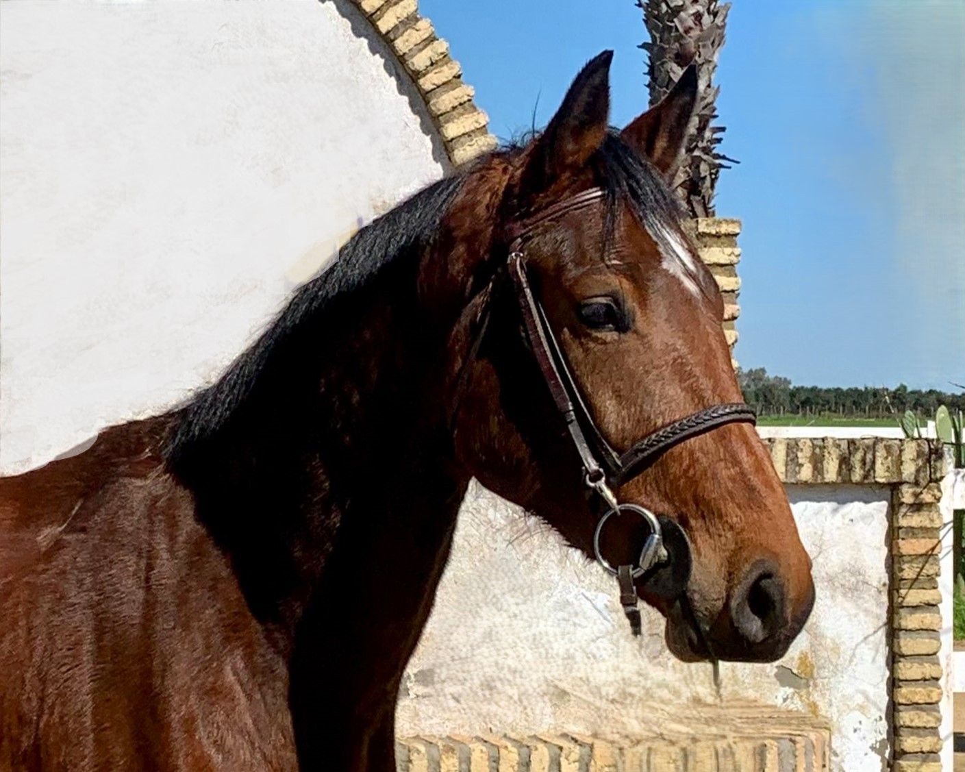 horse